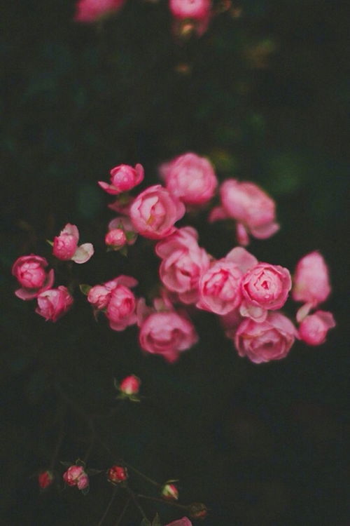 征稿 首獎(jiǎng)5000元 星星 詩詞 攀枝花詠花詩詞征稿大賽