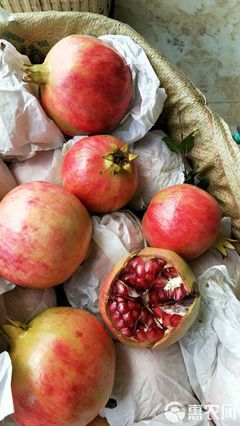 石榴 四川省攀枝花市仁和區