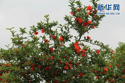 火紅的石榴花開 相約攀枝花大田鎮(zhèn)