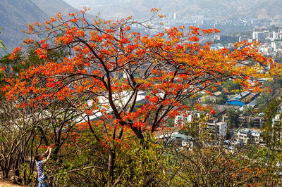 南海中學鳳凰花