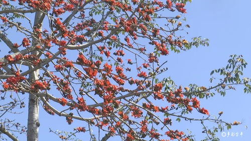 金平縣 攀枝花開(kāi)紅艷艷