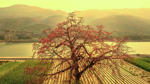 市州觀察丨攀枝花 借古樹(shù)保護(hù),推進(jìn)生態(tài)資源向旅游資源轉(zhuǎn)化