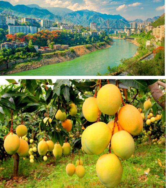 攀枝花巡游記之一個芒果的告白