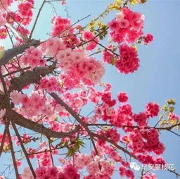 最全整理 攀枝花主要賞花景區(qū)地點(diǎn) 聯(lián)系方式 踏青賞花快約起來(lái)