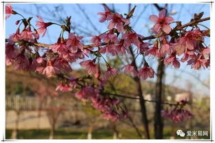 米易的櫻花 攀枝花公園的梅花都開了,假期千萬(wàn)不要錯(cuò)過(guò)