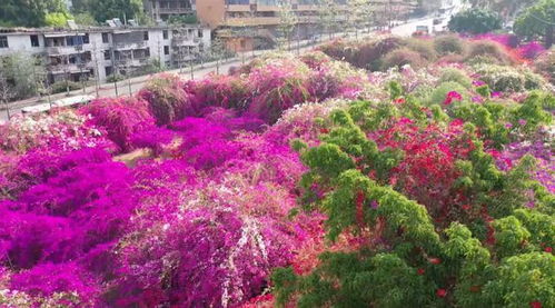 攀枝花這10大值得打卡的小眾景點(diǎn),你去過(guò)嗎