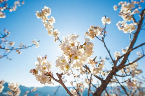 不負春光 攀枝花人民開啟 云賞花 模式