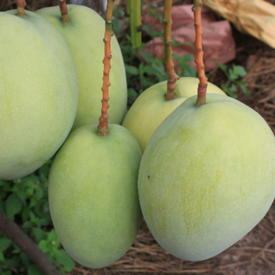 農產品質量與安全特征庫