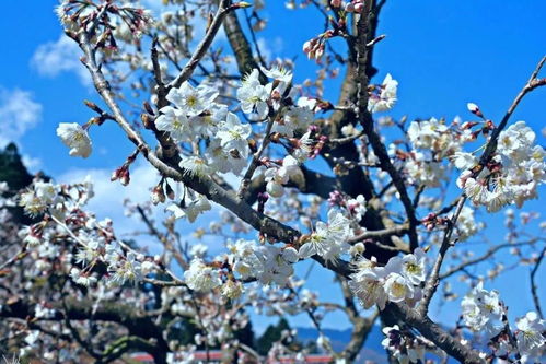 攀枝花人注意 明日起這些新規將影響你的生活